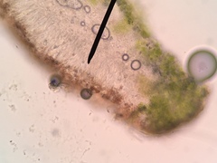 Halecania pepegospora