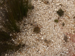 Acrodon purpureostylus