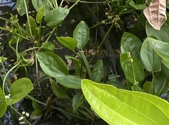 Malayopython reticulatus