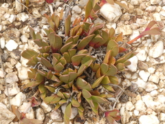 Acrodon purpureostylus
