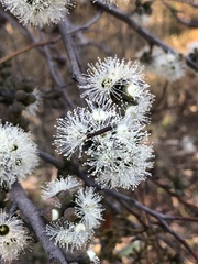 Eucalyptus baxteri