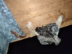 Aerodramus germani
