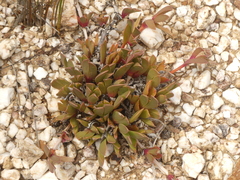 Acrodon purpureostylus