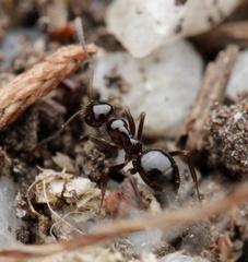 Prolasius