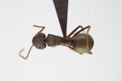 Polyrhachis halidayi