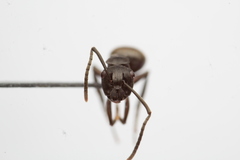 Polyrhachis halidayi