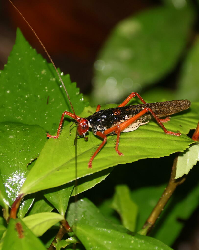 Capnogryllacris fruhstorferi (Capnogryllacris fruhstorferi)