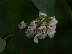 Derris trifoliata
