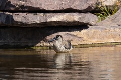 Malacorhynchus membranaceus