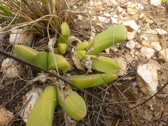 Gibbaeum esterhuyseniae