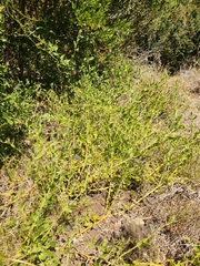 Osteospermum hispidum viride