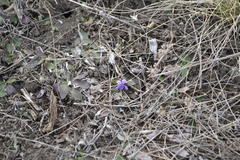 Viola ambigua