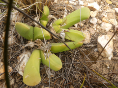 Gibbaeum esterhuyseniae