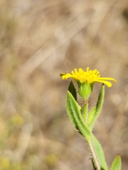 Osteospermum hispidum viride