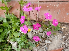 Silene pseudoatocion