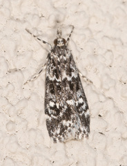 Scoparia exhibitalis