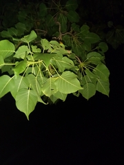 Erythrina lysistemon