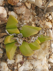 Gibbaeum esterhuyseniae