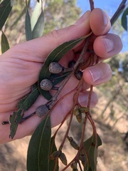 Eucalyptus goniocalyx
