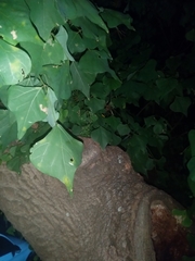 Erythrina lysistemon