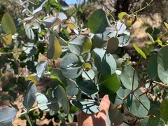 Eucalyptus goniocalyx