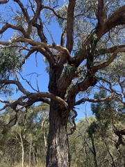 Eucalyptus goniocalyx