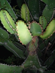 Euphorbia cooperi