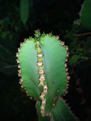 Euphorbia cooperi