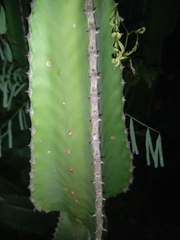 Euphorbia cooperi