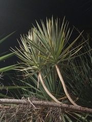 Cordyline australis