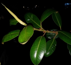 Ficus burkei