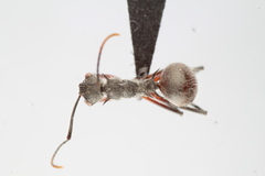 Polyrhachis bicolor