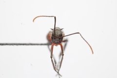 Polyrhachis bicolor