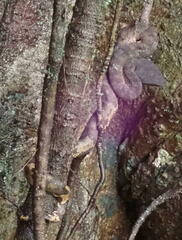 Craspedocephalus andalasensis