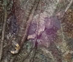 Craspedocephalus andalasensis