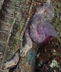 Craspedocephalus andalasensis