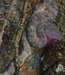 Craspedocephalus andalasensis