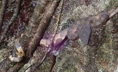 Craspedocephalus andalasensis