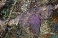 Craspedocephalus andalasensis