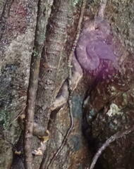 Craspedocephalus andalasensis