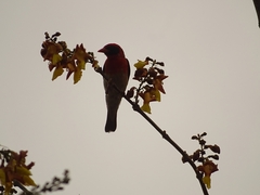 Anaplectes rubriceps