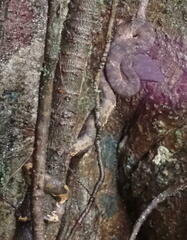 Craspedocephalus andalasensis