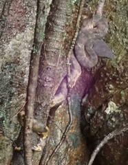 Craspedocephalus andalasensis