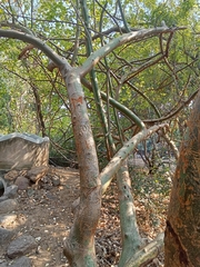 Commiphora caudata