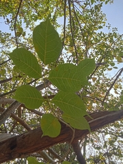 Commiphora caudata