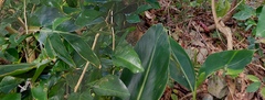 Alpinia zerumbet
