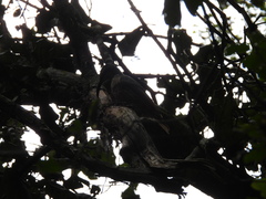 Ptiloris paradiseus