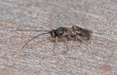 Cheloninae