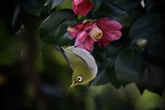 Zosterops japonicus japonicus