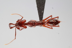 Anochetus mixtus